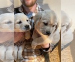 Small Photo #7 Labrador Retriever Puppy For Sale in CHEHALIS, WA, USA