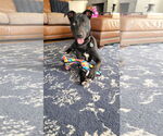 Small #2 Labrador Retriever Mix