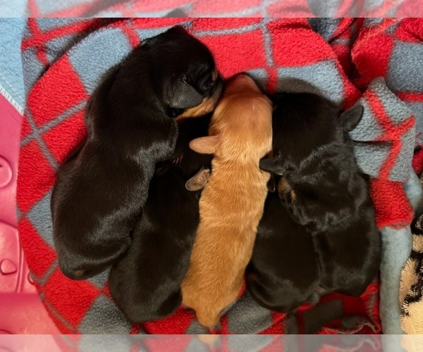 Medium Photo #1 Dachshund Puppy For Sale in BOLIVAR, MO, USA