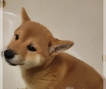 Small Photo #4 Shiba Inu Puppy For Sale in WELLINGTON, FL, USA
