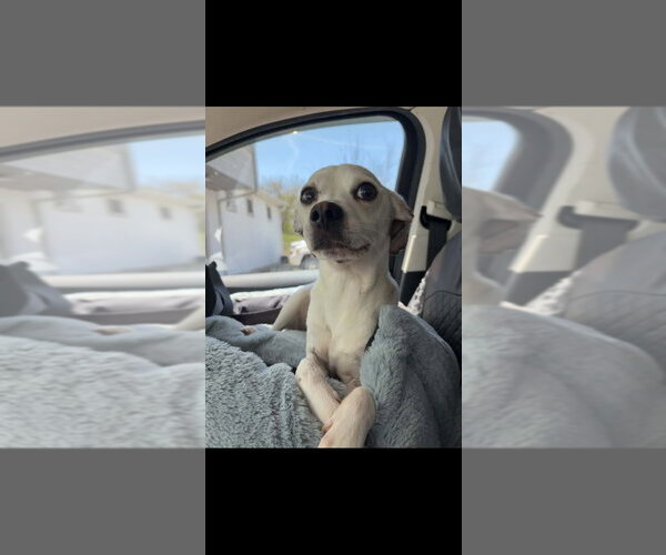 Medium Photo #1 Chihuahua-Unknown Mix Puppy For Sale in Aurora, IN, USA