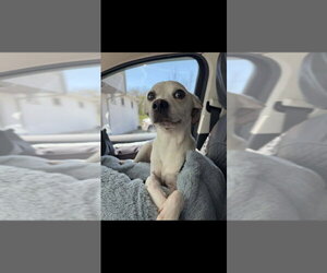 Chihuahua-Unknown Mix Dogs for adoption in Aurora, IN, USA