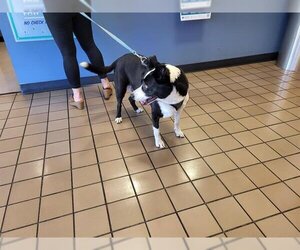 Border Collie-Unknown Mix Dogs for adoption in Burbank, CA, USA
