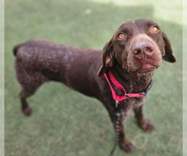 Medium Photo #2 German Shorthaired Pointer Puppy For Sale in Lakewood, CO, USA