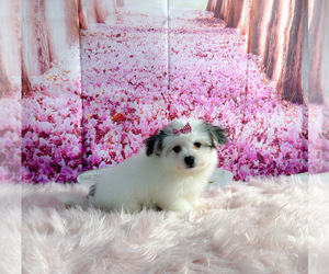 Bichon-A-Ranian Puppy for sale in KINSTON, NC, USA