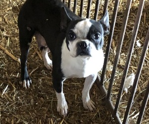 Mother of the Boston Terrier puppies born on 08/13/2020
