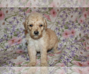 Goldendoodle (Miniature) Puppy for sale in BLMGTN, IN, USA