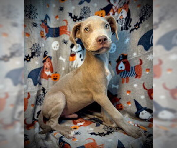 Medium Photo #2 American Pit Bull Terrier Puppy For Sale in Pleasanton, TX, USA