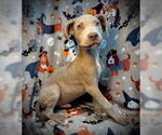 Small #1 American Pit Bull Terrier