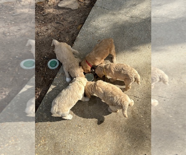 Medium Photo #3 Goldendoodle Puppy For Sale in ENTERPRISE, AL, USA