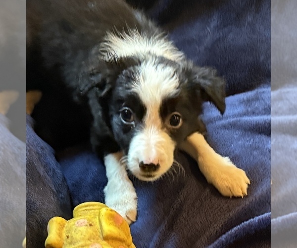 Medium Photo #4 Border Collie Puppy For Sale in PARIS, TX, USA
