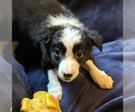 Small #3 Border Collie