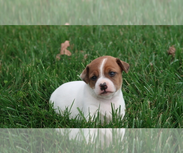 Medium Photo #1 Jack-Rat Terrier Puppy For Sale in FREDONIA, KY, USA