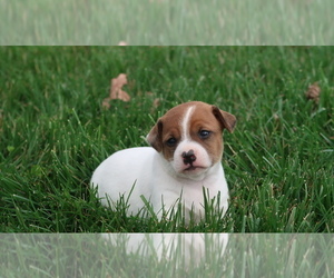 Jack-Rat Terrier Puppy for sale in FREDONIA, KY, USA