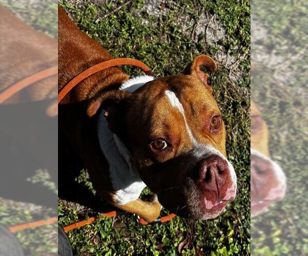 Medium Photo #1 American Staffordshire Terrier Puppy For Sale in Fort Lauderdale, FL, USA