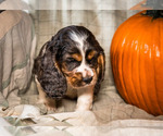Small Photo #6 Cocker Spaniel Puppy For Sale in WAKARUSA, IN, USA