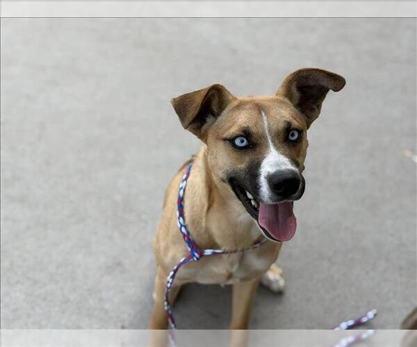 Medium Photo #1 Basenji-Unknown Mix Puppy For Sale in Tulsa, OK, USA