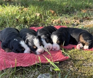 Bernese Mountain Dog Puppy for sale in NORWOOD, MO, USA