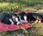 Small Bernese Mountain Dog