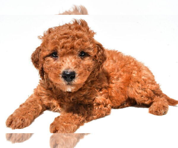 Medium Photo #44 Goldendoodle mix (+ Poodle Miniature) Puppy For Sale in DURHAM, CT, USA