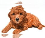 Small #43 Goldendoodle mix (+ Poodle Miniature)