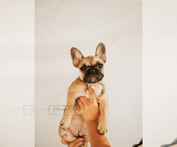 Medium Photo #3 French Bulldog Puppy For Sale in FAIRFIELD, CA, USA