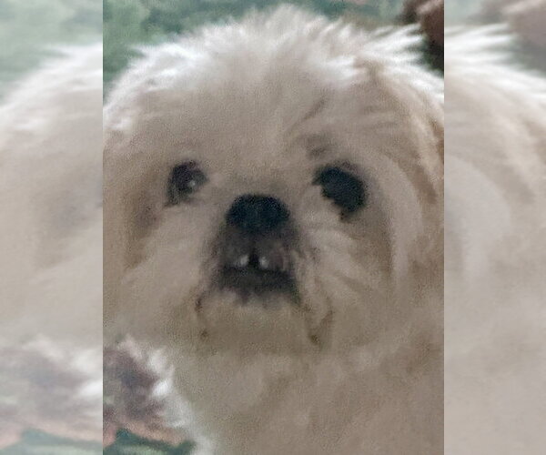 Medium Photo #2 Shih Tzu-Unknown Mix Puppy For Sale in Mooresville, NC, USA