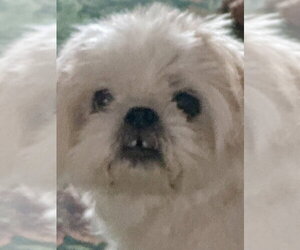 Winnie - Female Shih Tzu-Unknown Mix Dog for Adoption - Photo #2