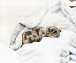 Small #1 Goldendoodle