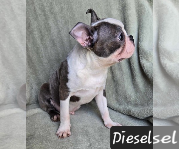 Medium Photo #2 Boston Terrier Puppy For Sale in ALBANY, OH, USA