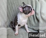 Small Photo #2 Boston Terrier Puppy For Sale in ALBANY, OH, USA