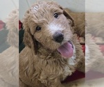 Small #3 Goldendoodle