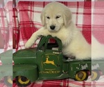Small Photo #20 English Cream Golden Retriever Puppy For Sale in DEARBORN, MO, USA