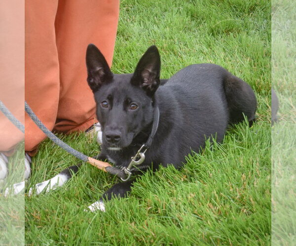Medium Photo #4 Australian Kelpie-German Shepherd Dog Mix Puppy For Sale in Huntley, IL, USA