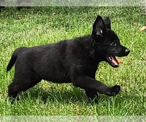 German Shepherd Dog Puppy for sale in WINFIELD, MO, USA