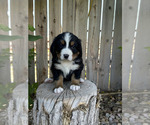 Puppy 1 Bernese Mountain Dog