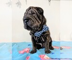 Puppy Puppy 5 Chinese Shar-Pei