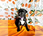 Small #1 Mutt