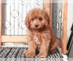 Small #1 Cavapoo