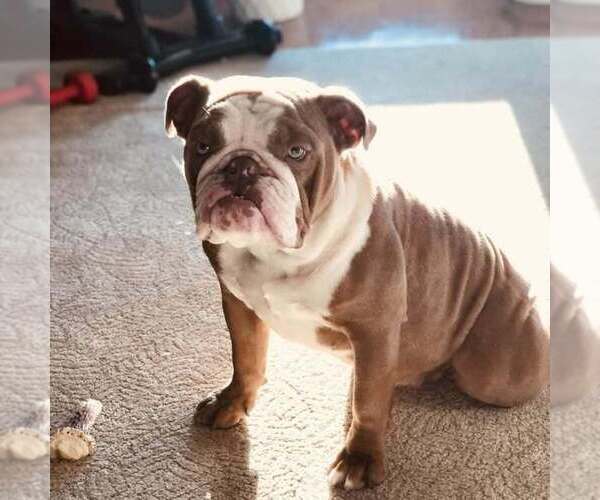 Medium Photo #1 Bulldog Puppy For Sale in OAK HILL, OH, USA