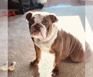 Mother of the Bulldog puppies born on 05/15/2025