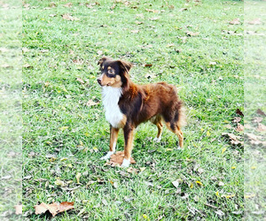 Father of the Miniature Australian Shepherd puppies born on 09/23/2026