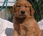 Small #2 Golden Retriever