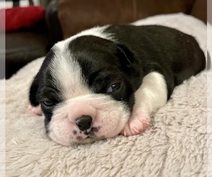 Boston Terrier Puppy for sale in WASHBURN, MO, USA