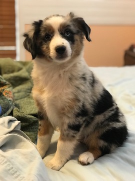 Medium Photo #1 Miniature Australian Shepherd Puppy For Sale in KERRVILLE, TX, USA