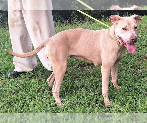 Medium Photo #4 American Pit Bull Terrier-Unknown Mix Puppy For Sale in Wetumpka, AL, USA