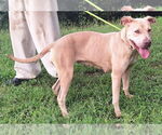 Small #3 American Pit Bull Terrier Mix