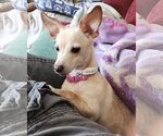 Small Photo #2 Chihuahua-Unknown Mix Puppy For Sale in Cranston, RI, USA