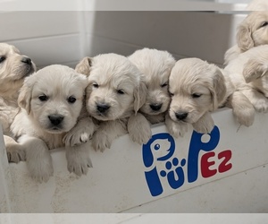 English Cream Golden Retriever Puppy for sale in WOOSTER, OH, USA