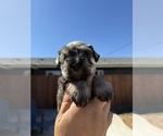 Small #9 Schnauzer (Miniature)